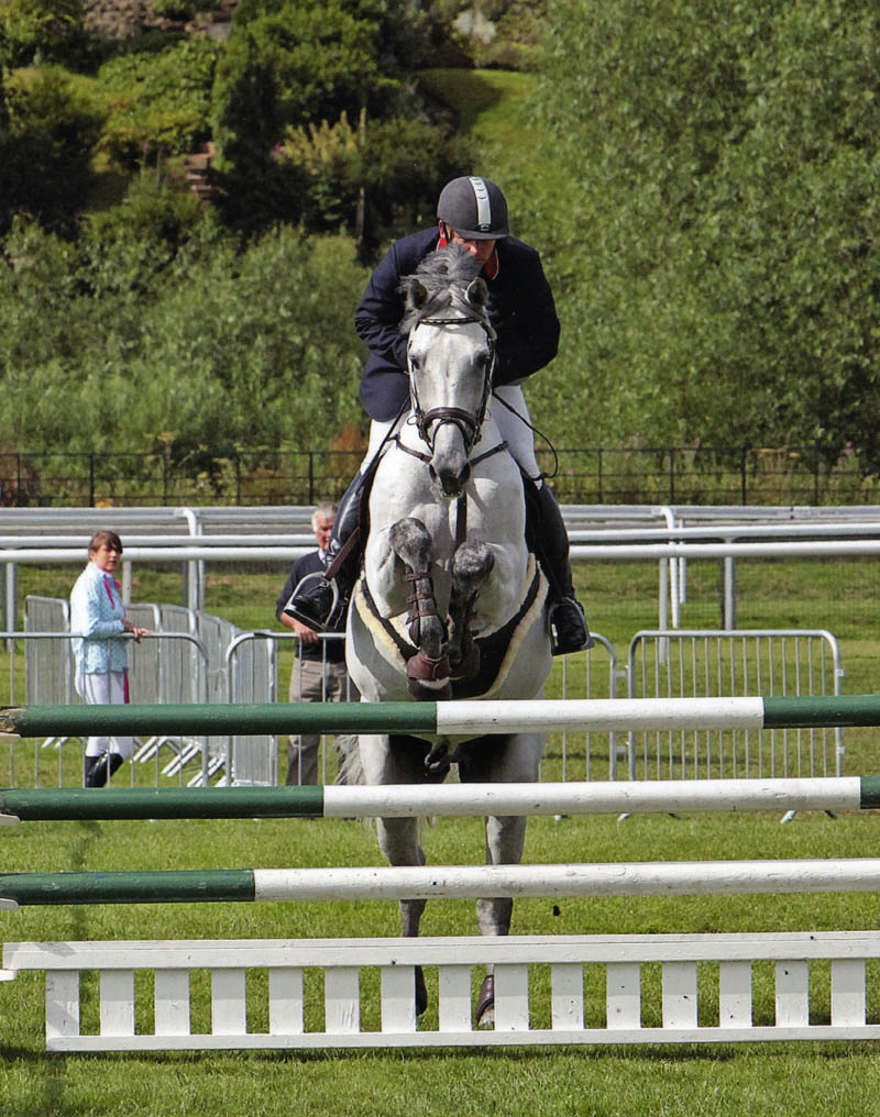 Showjumpers For Sale                                                                                